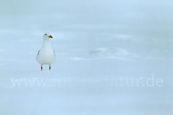 Eismöwe (Larus hyperboreus)