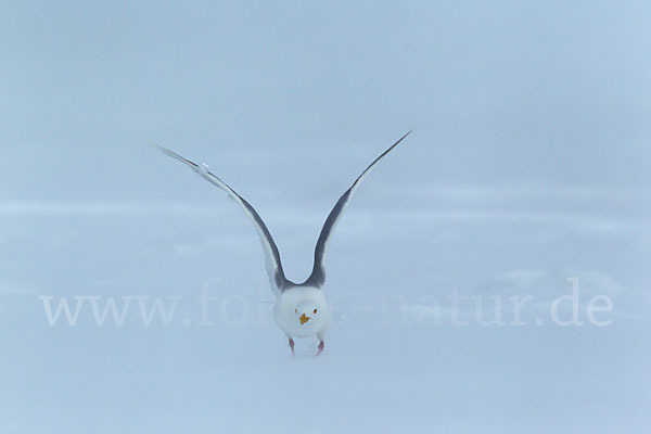 Eismöwe (Larus hyperboreus)