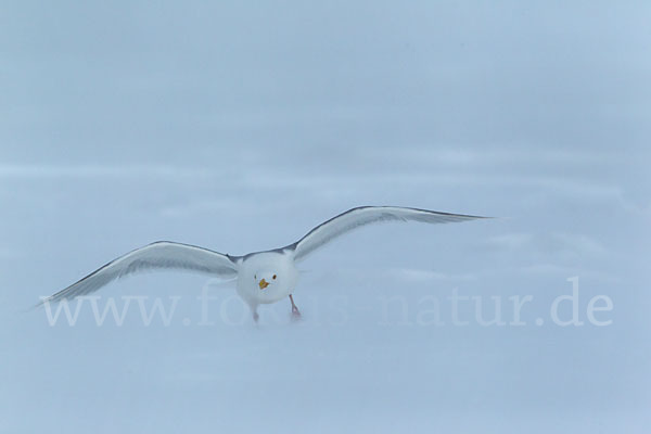 Eismöwe (Larus hyperboreus)