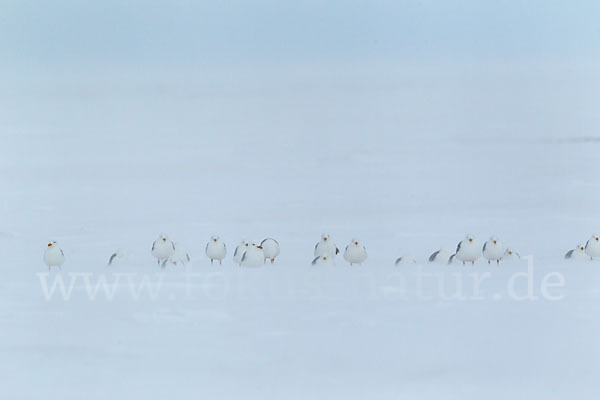 Eismöwe (Larus hyperboreus)