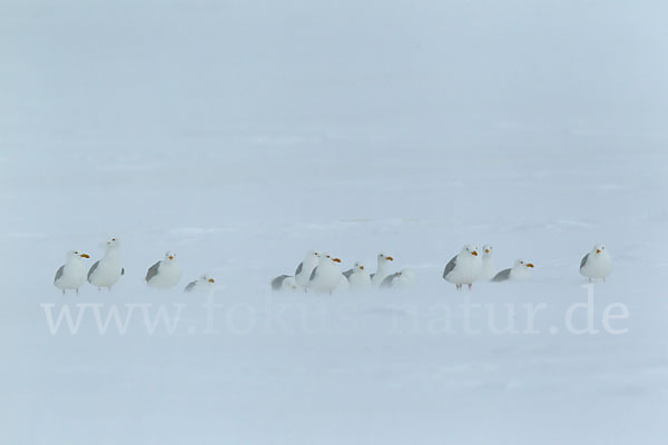 Eismöwe (Larus hyperboreus)