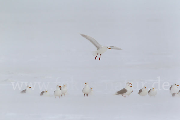 Eismöwe (Larus hyperboreus)