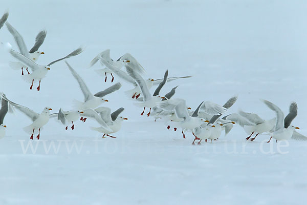 Eismöwe (Larus hyperboreus)