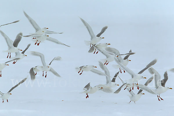 Eismöwe (Larus hyperboreus)