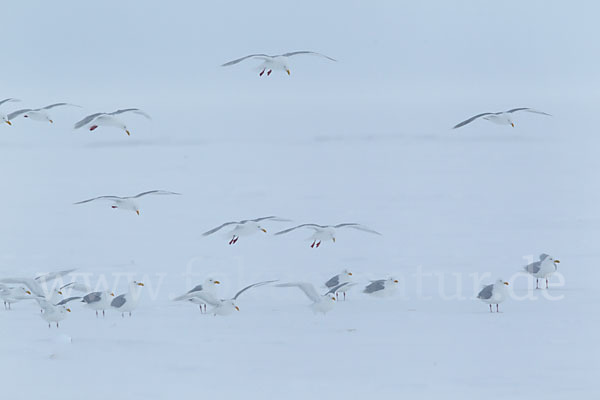 Eismöwe (Larus hyperboreus)