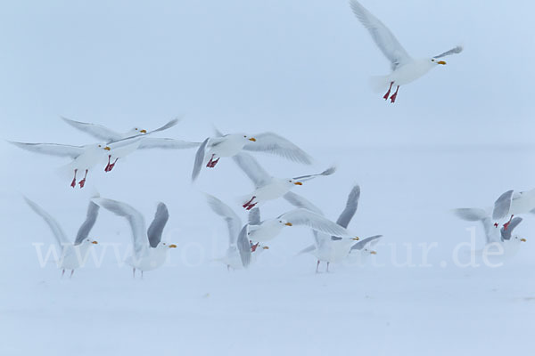 Eismöwe (Larus hyperboreus)