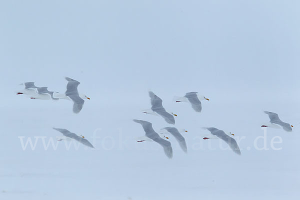 Eismöwe (Larus hyperboreus)