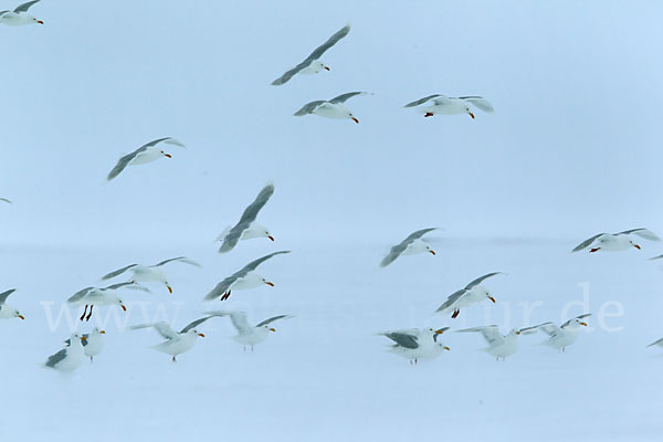 Eismöwe (Larus hyperboreus)