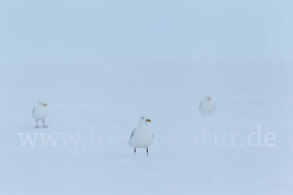 Eismöwe (Larus hyperboreus)