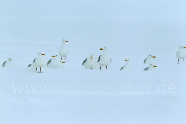 Eismöwe (Larus hyperboreus)