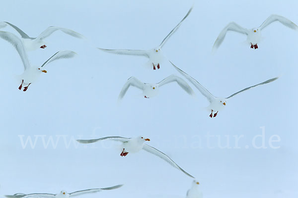 Eismöwe (Larus hyperboreus)