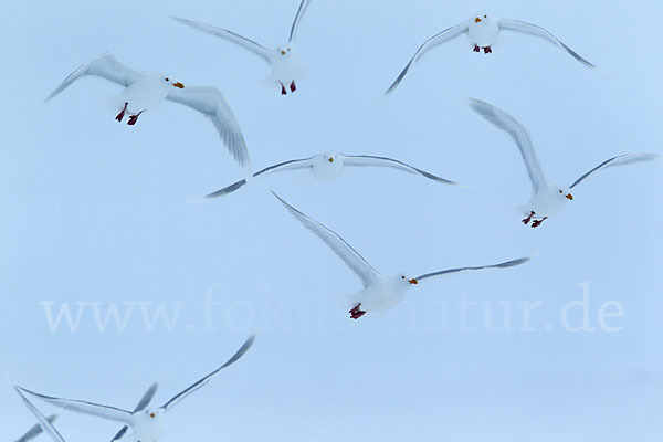 Eismöwe (Larus hyperboreus)