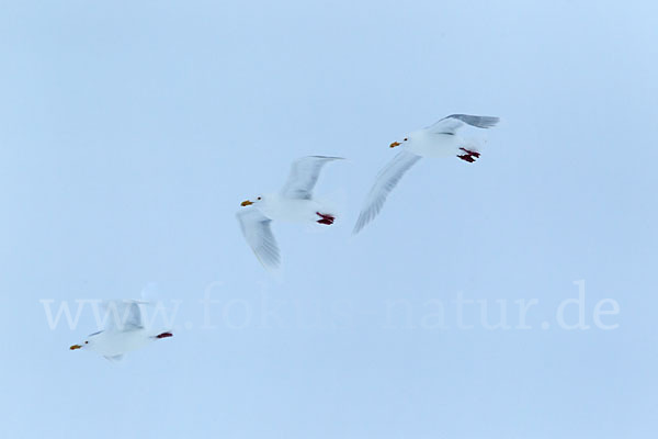 Eismöwe (Larus hyperboreus)