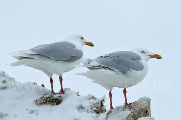 Eismöwe (Larus hyperboreus)