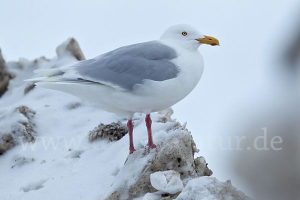 Eismöwe (Larus hyperboreus)