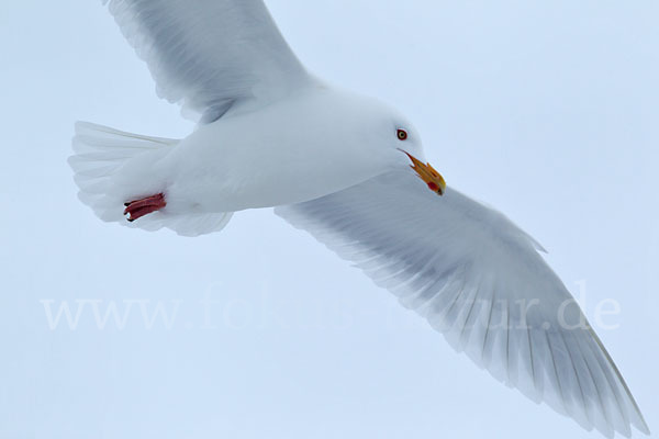 Eismöwe (Larus hyperboreus)