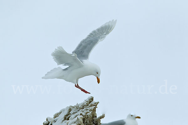 Eismöwe (Larus hyperboreus)