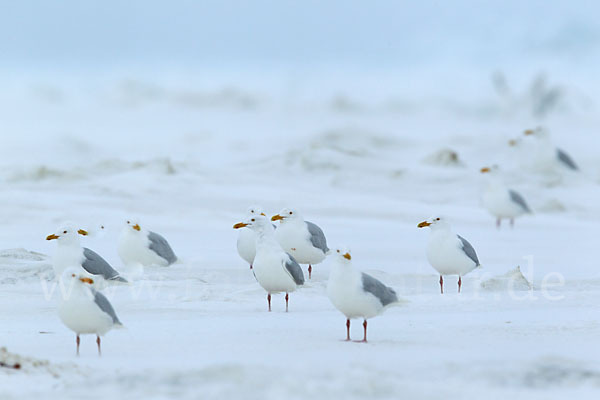 Eismöwe (Larus hyperboreus)