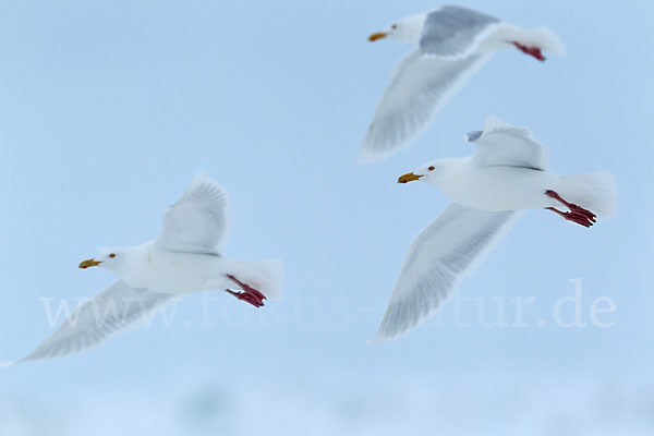 Eismöwe (Larus hyperboreus)