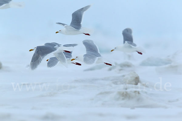 Eismöwe (Larus hyperboreus)