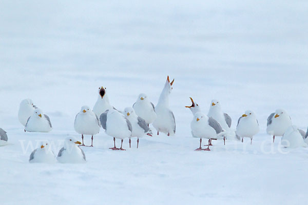 Eismöwe (Larus hyperboreus)