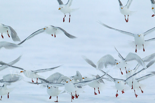 Eismöwe (Larus hyperboreus)