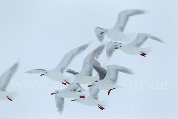 Eismöwe (Larus hyperboreus)