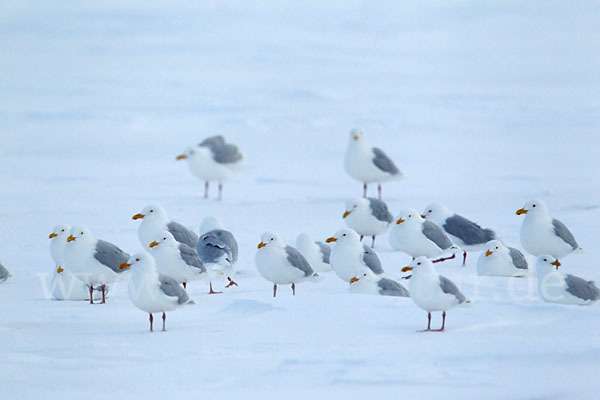 Eismöwe (Larus hyperboreus)