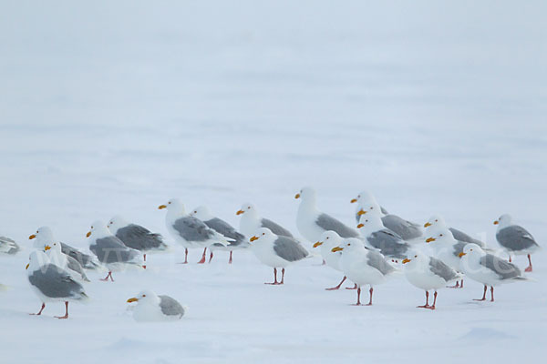 Eismöwe (Larus hyperboreus)