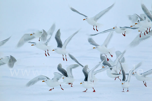 Eismöwe (Larus hyperboreus)