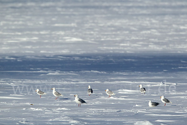 Eismöwe (Larus hyperboreus)