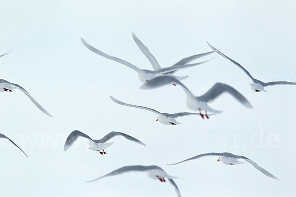 Eismöwe (Larus hyperboreus)