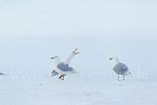 Eismöwe (Larus hyperboreus)