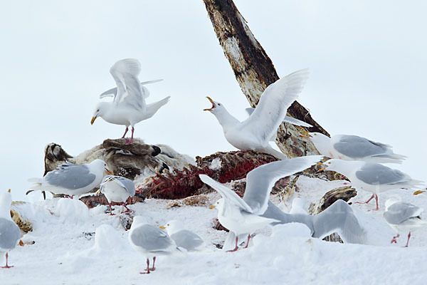 Eismöwe (Larus hyperboreus)