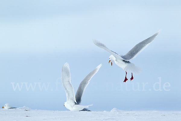 Eismöwe (Larus hyperboreus)