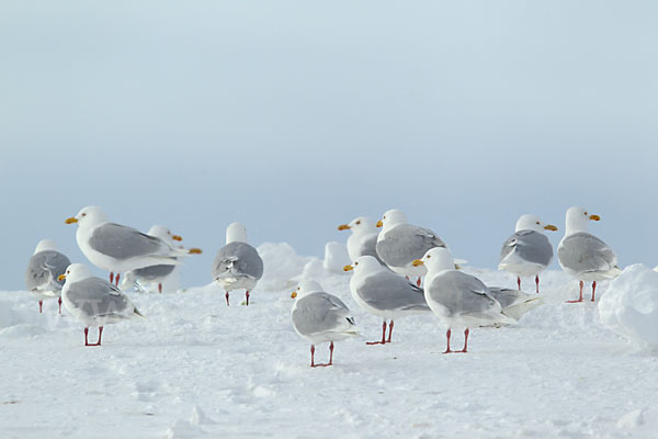 Eismöwe (Larus hyperboreus)