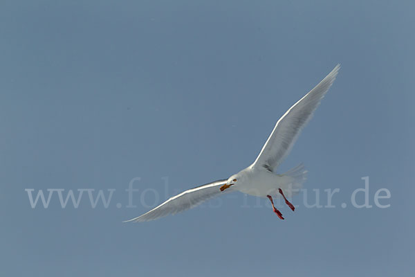 Eismöwe (Larus hyperboreus)