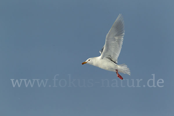 Eismöwe (Larus hyperboreus)