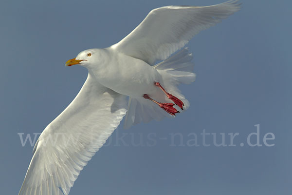 Eismöwe (Larus hyperboreus)