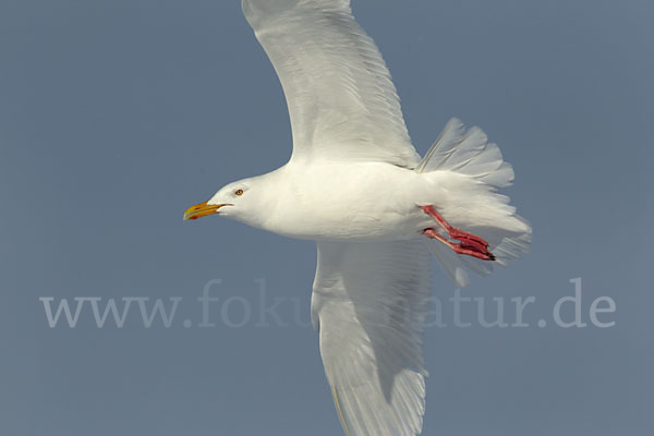 Eismöwe (Larus hyperboreus)