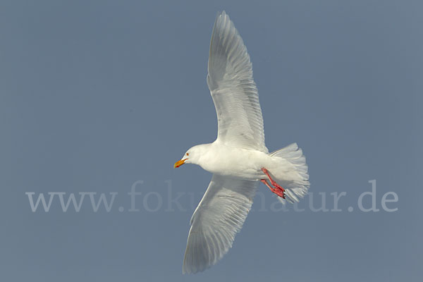 Eismöwe (Larus hyperboreus)