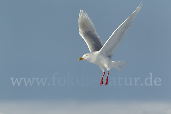 Eismöwe (Larus hyperboreus)