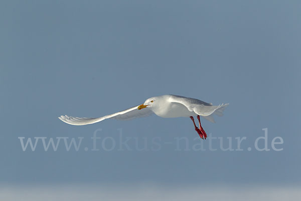 Eismöwe (Larus hyperboreus)