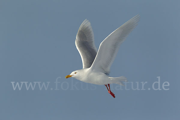 Eismöwe (Larus hyperboreus)