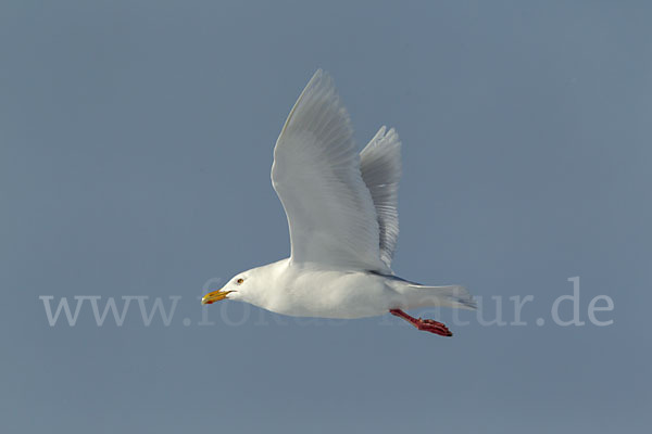 Eismöwe (Larus hyperboreus)