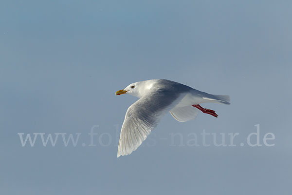 Eismöwe (Larus hyperboreus)