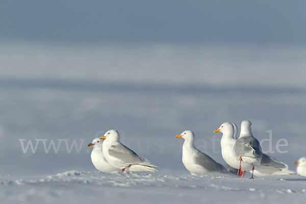 Eismöwe (Larus hyperboreus)