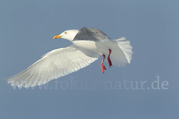 Eismöwe (Larus hyperboreus)