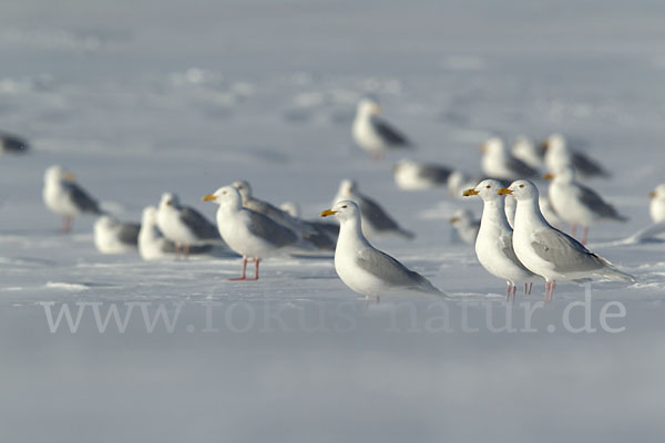 Eismöwe (Larus hyperboreus)