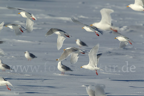 Eismöwe (Larus hyperboreus)